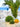 Ricciocaprese Riccio Decor Yellow