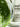 Sisley Paris Ecological Compound Advanced Formula