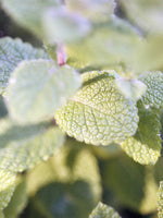 LA Bruket Hair Conditioner Nettle