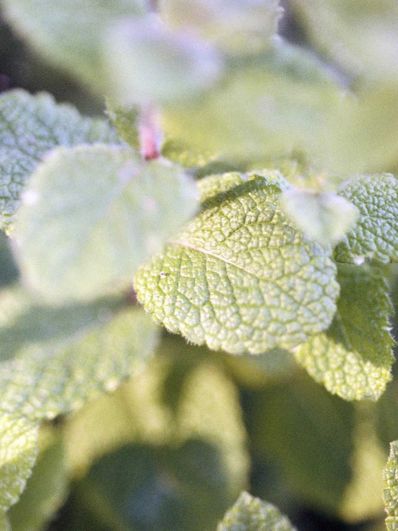 LA Bruket Hair Conditioner Nettle