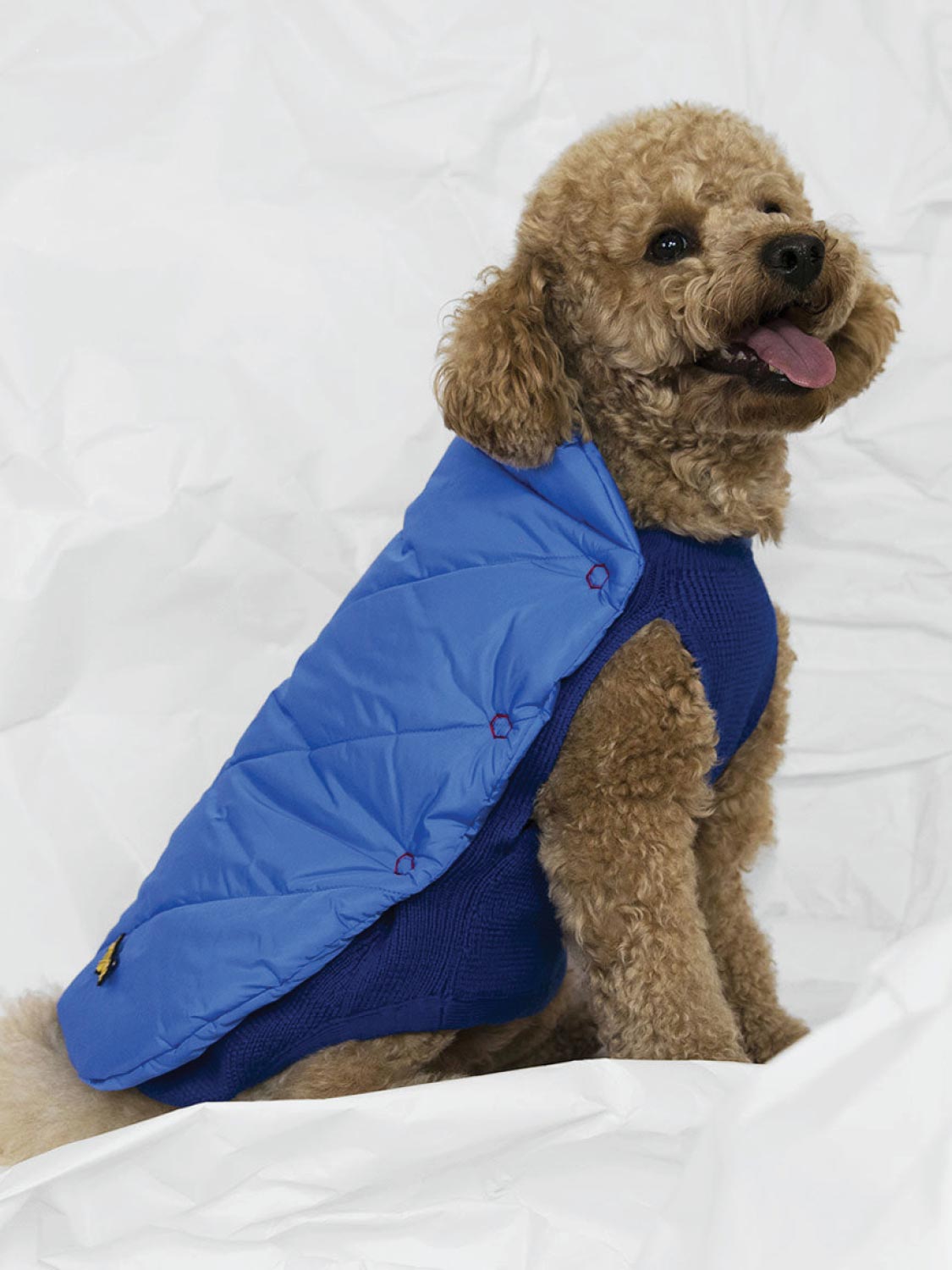 Poldo dog new arrivals